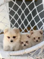 Aiden, a male Maltipom for sale in Lakeland, FL – Photo 5 of 9