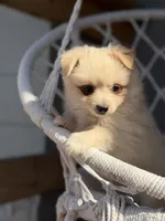 Aiden, a male Maltipom for sale in Lakeland, FL – Photo 3 of 9