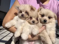 Aiden, a male Maltipom for sale in Lakeland, FL – Photo 8 of 9