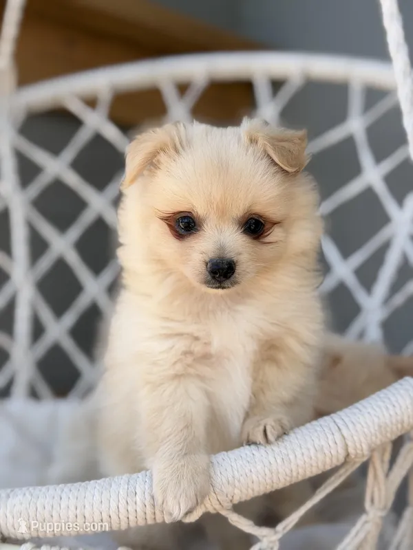 Aiden – Maltipom puppy for sale in Lakeland, FL