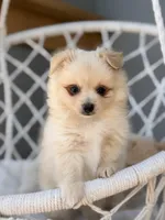 Aiden, a male Maltipom for sale in Lakeland, FL – Photo 1 of 9