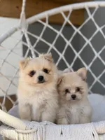 Aiden, a male Maltipom for sale in Lakeland, FL – Photo 2 of 9