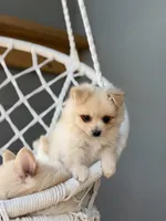 Aiden, a male Maltipom for sale in Lakeland, FL – Photo 4 of 9