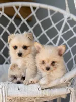Aiden, a male Maltipom for sale in Lakeland, FL – Photo 6 of 9