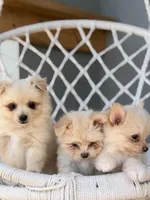 Aiden, a male Maltipom for sale in Lakeland, FL – Photo 7 of 9