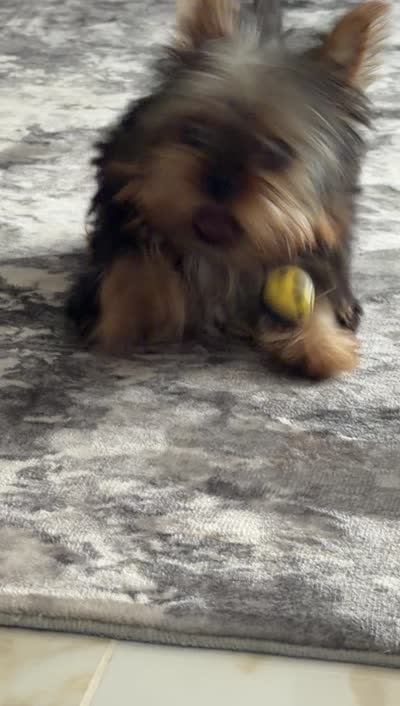 TOY Betty Boop , a female Yorkshire Terrier for sale in Lakeland, FL – 4 of 5