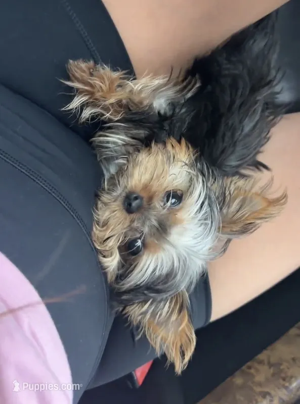 TOY Betty Boop  – Yorkshire Terrier puppy for sale in Lakeland, FL