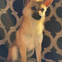 Milo, a male Chihuahua for sale in Lakeland, FL – Photo 2 of 8