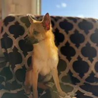 Milo, a male Chihuahua for sale in Lakeland, FL – Photo 8 of 8