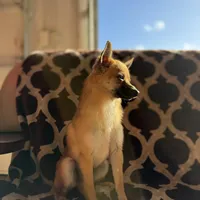 Milo, a male Chihuahua for sale in Lakeland, FL – Photo 7 of 8