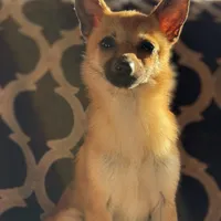 Milo, a male Chihuahua for sale in Lakeland, FL – Photo 6 of 8