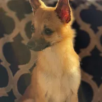 Milo, a male Chihuahua for sale in Lakeland, FL – Photo 3 of 8