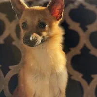 Milo, a male Chihuahua for sale in Lakeland, FL – Photo 4 of 8