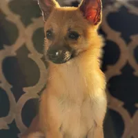 Milo, a male Chihuahua for sale in Lakeland, FL – Photo 1 of 8