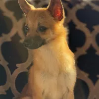 Milo, a male Chihuahua for sale in Lakeland, FL – Photo 5 of 8