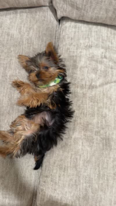 TOY Betty Boop , a female Yorkshire Terrier for sale in Lakeland, FL – 5 of 5
