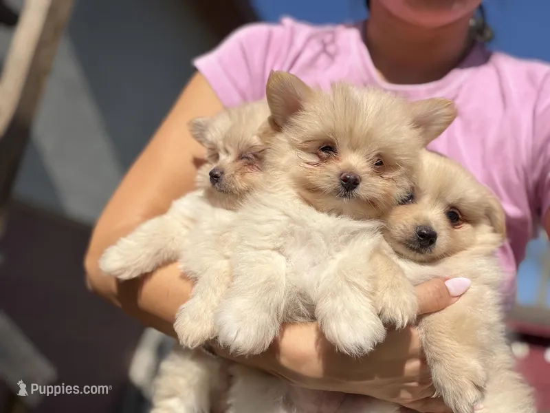 Annabelle – Maltipom puppy for sale in Lakeland, FL