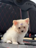 Annabelle, a female Maltese for sale in Lakeland, FL – Photo 6 of 7