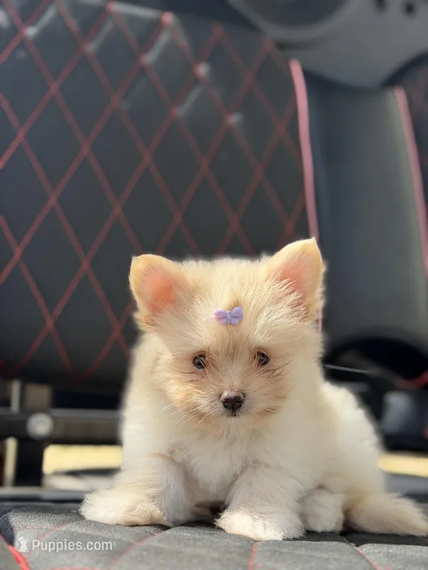 Annabelle – Maltese puppy for sale in Lakeland, FL