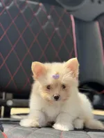 Annabelle, a female Maltese for sale in Lakeland, FL – Photo 1 of 7