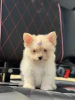 Annabelle, a female Maltese for sale in Lakeland, FL – Photo 4 of 7