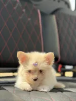 Annabelle, a female Maltese for sale in Lakeland, FL – Photo 5 of 7