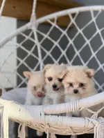 Adaline, a female Maltipom for sale in Lakeland, FL – Photo 5 of 9