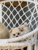 Adaline, a female Maltipom for sale in Lakeland, FL – Photo 7 of 9