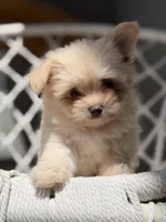 Adaline, a female Maltipom for sale in Lakeland, FL – Photo 1 of 9