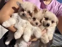 Adaline, a female Maltipom for sale in Lakeland, FL – Photo 9 of 9