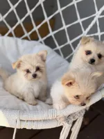 Adaline, a female Maltipom for sale in Lakeland, FL – Photo 2 of 9