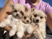 Adaline, a female Maltipom for sale in Lakeland, FL – Photo 8 of 9