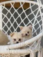 Adaline, a female Maltipom for sale in Lakeland, FL – Photo 6 of 9