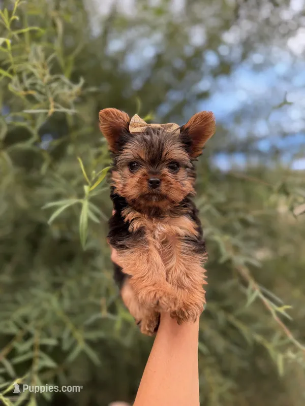 TOY Betty Boop  – Yorkshire Terrier puppy for sale in Lakeland, FL