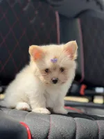 Annabelle, a female Pomeranian for sale in Lakeland, FL – Photo 5 of 5