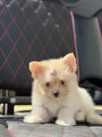 Annabelle, a female Pomeranian for sale in Lakeland, FL – Photo 3 of 5