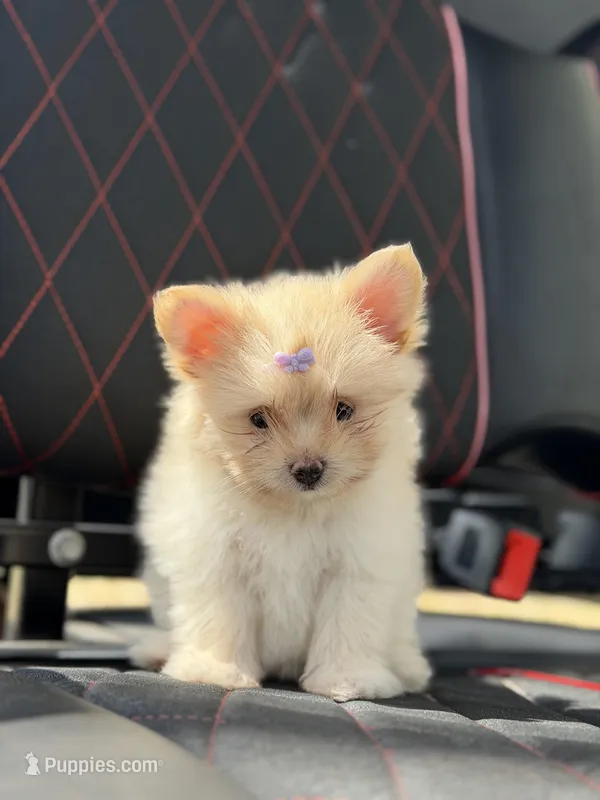 Annabelle – Pomeranian puppy for sale in Lakeland, FL