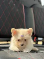 Annabelle, a female Pomeranian for sale in Lakeland, FL – Photo 4 of 5