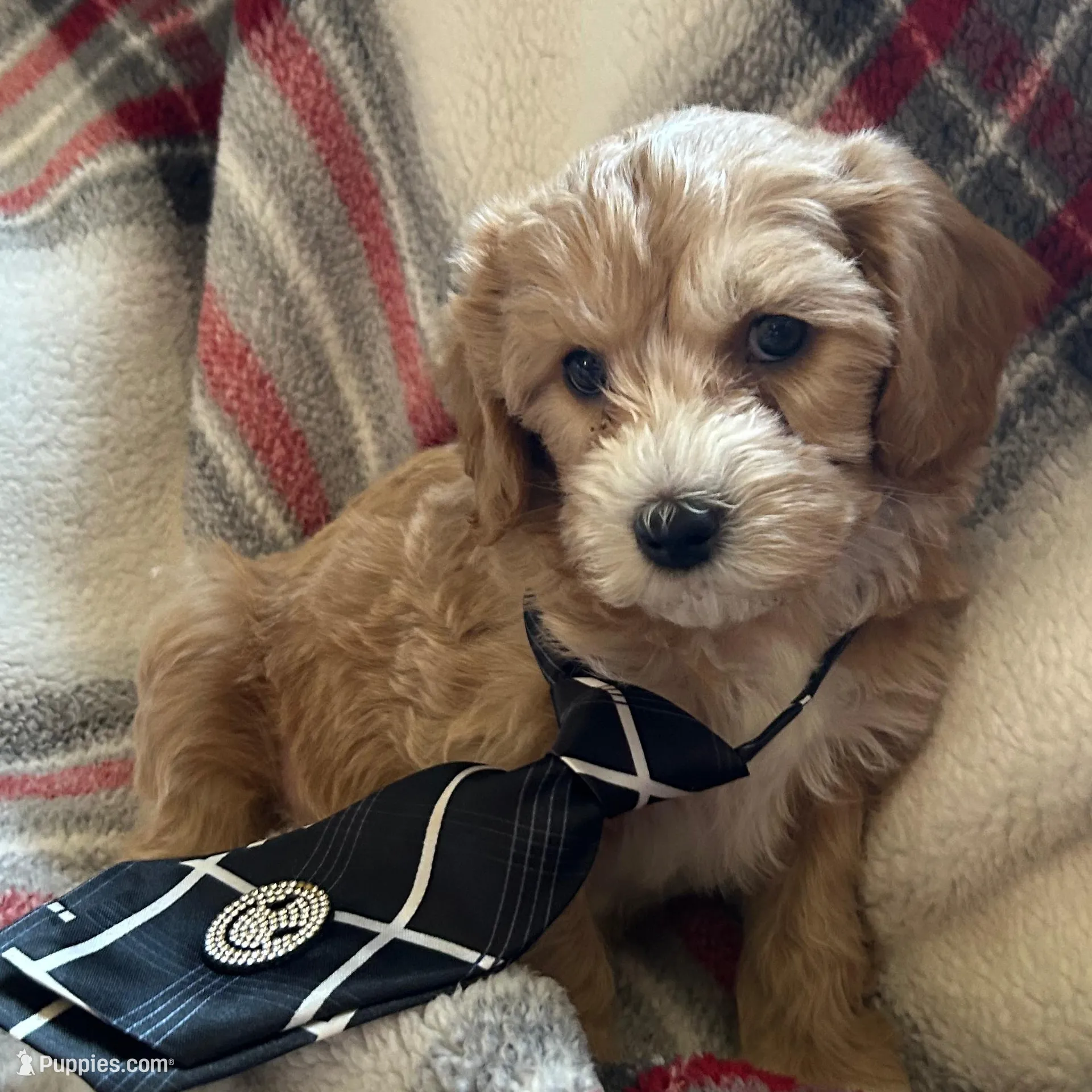 Skatteboo  – Cavapoo puppy for sale in Vestal, NY