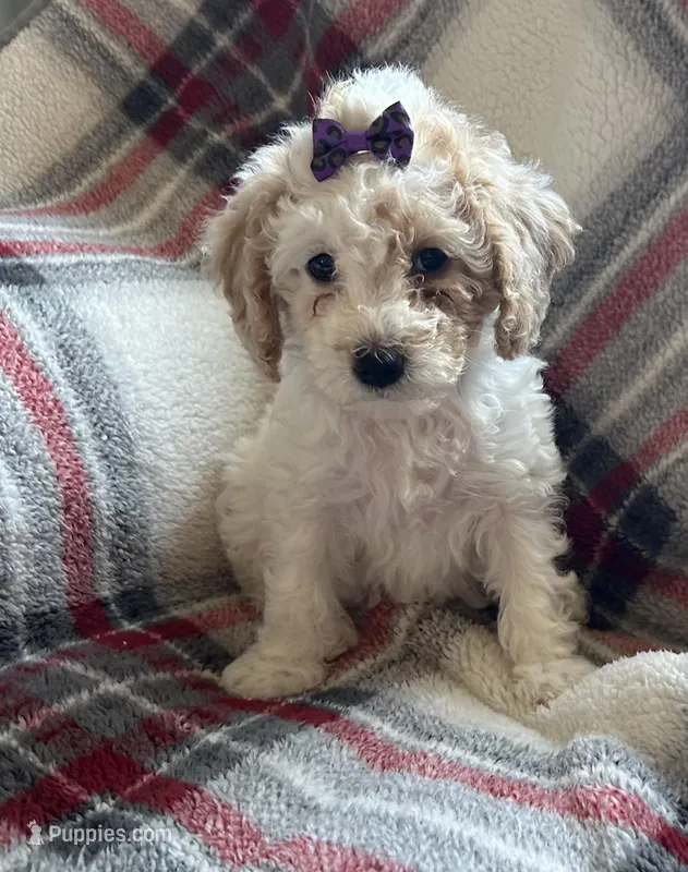 Jo jo – Cavapoo puppy for sale in Vestal, NY