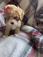 Lily , a female Cavapoo for sale in Vestal, NY – Photo 3 of 3
