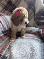 Lily , a female Cavapoo for sale in Vestal, NY – Photo 2 of 3