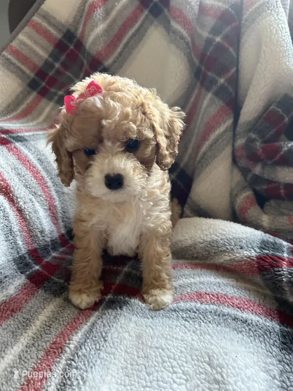 Lily  – Cavapoo puppy for sale in Vestal, NY