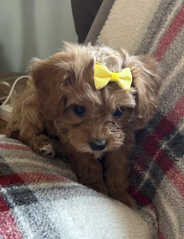 Charlie  – Cavapoo puppy for sale in Vestal, NY
