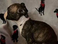 Brindle, a female American Bulldog for sale in Gladys, VA – Photo 3 of 5