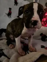 Brindle, a female American Bulldog for sale in Gladys, VA – Photo 5 of 5