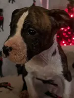 Brindle, a female American Bulldog for sale in Gladys, VA – Photo 4 of 5