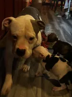 Brindle, a female American Bulldog for sale in Gladys, VA – Photo 2 of 5