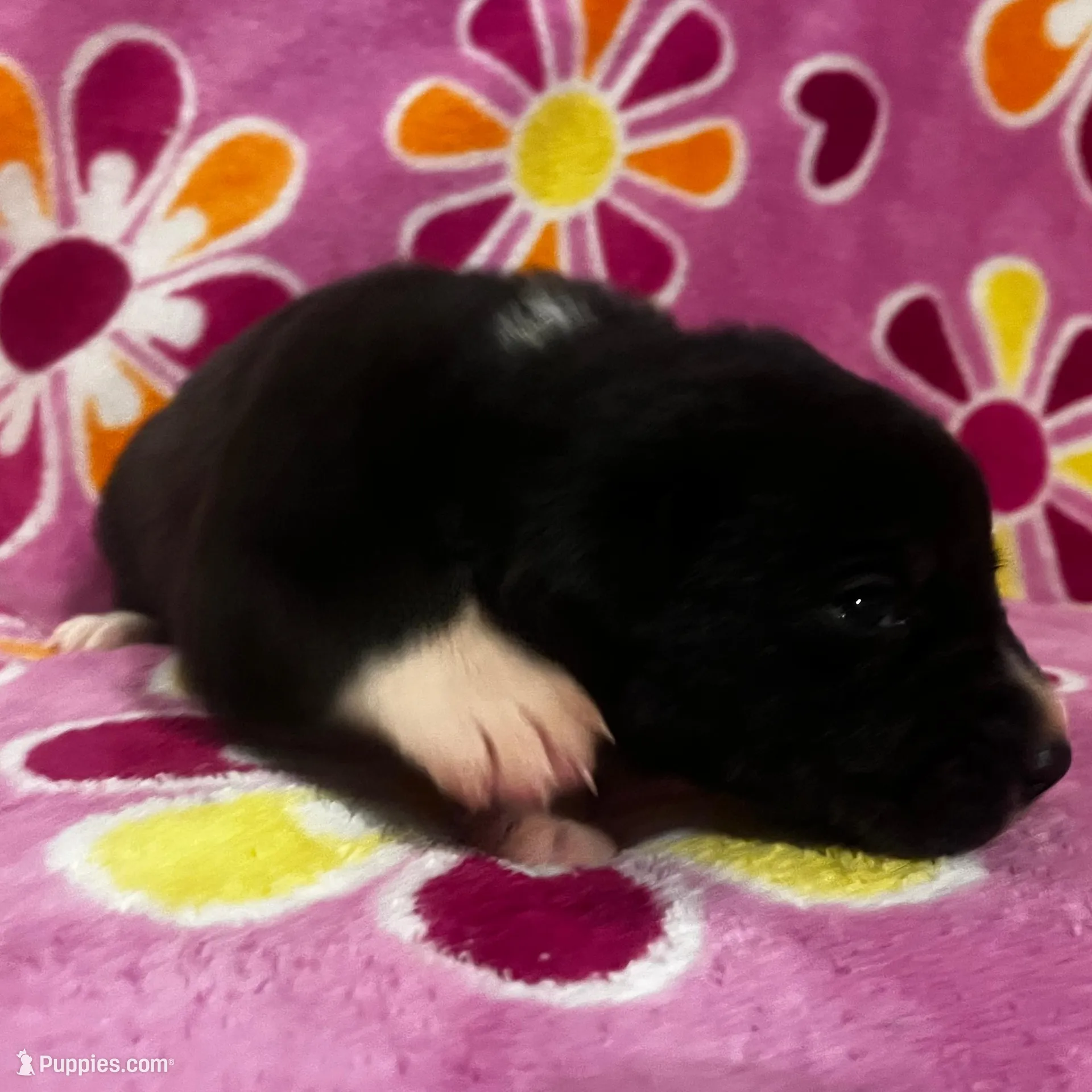 Mantle male #2, a male Great Dane and Great Pyrenees for sale in Gladys, VA – Photo 2 of 6