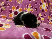 Mantle female #1, a female Great Dane and Great Pyrenees for sale in Gladys, VA – Photo 3 of 6